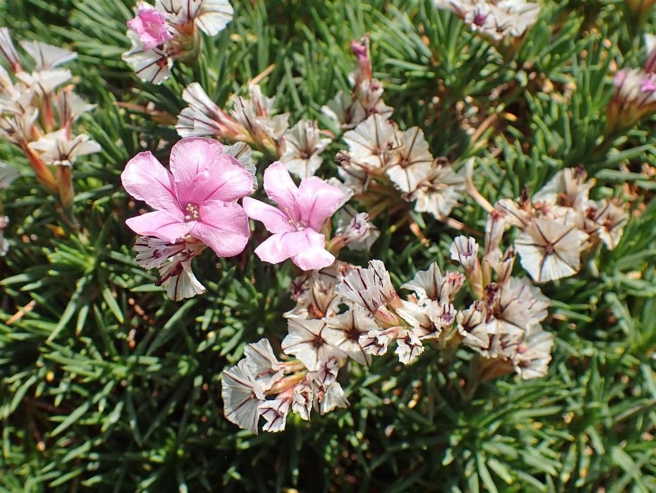 Acantholimon 11