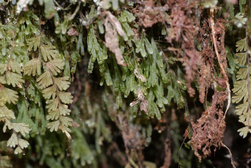 Hymenophyllum digitatum 2
