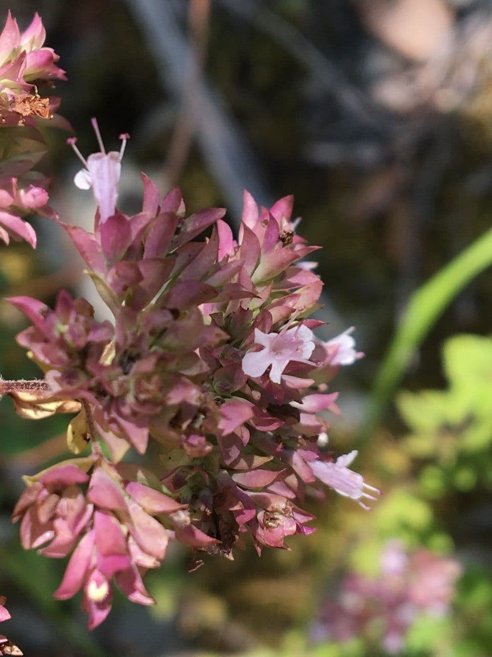 Oregano 7