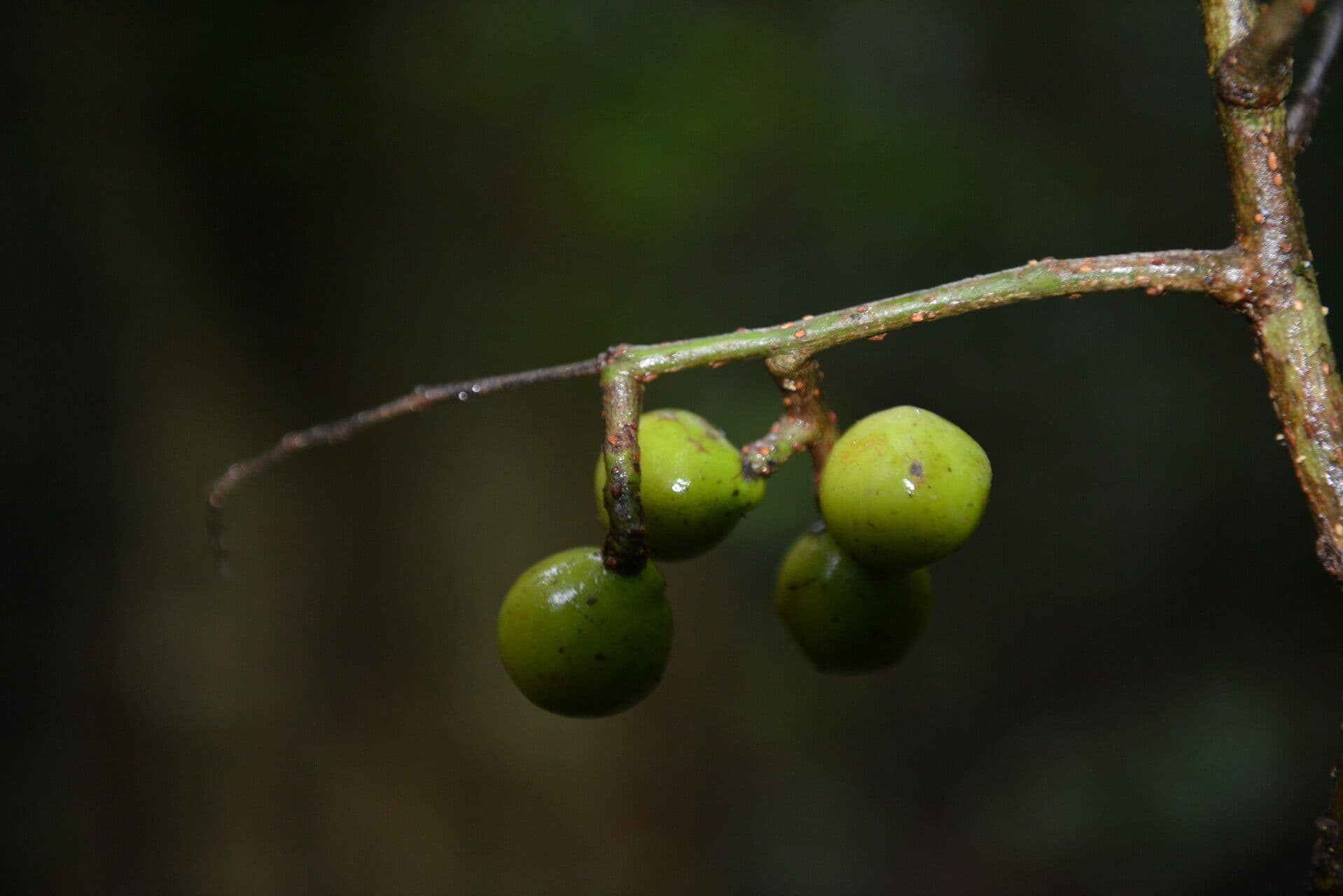 Meliosma 4