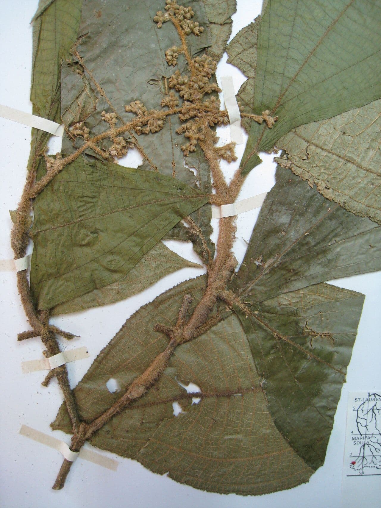 Miconia 6