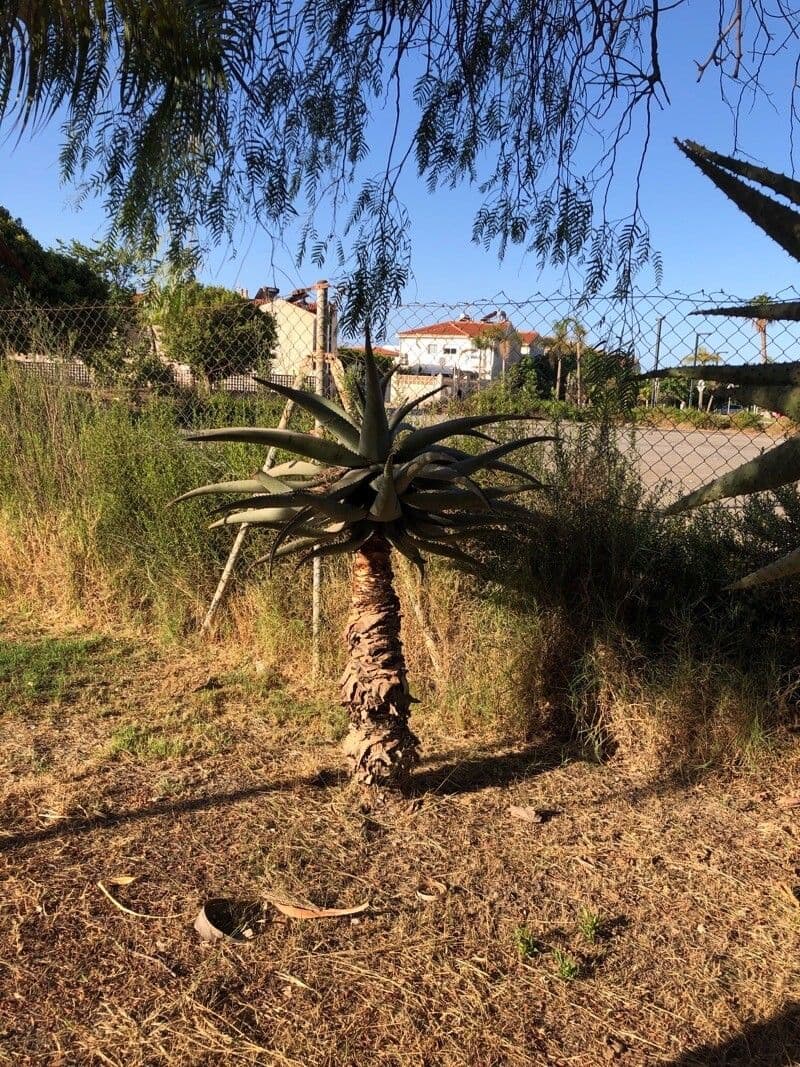 Agave pulquera 6