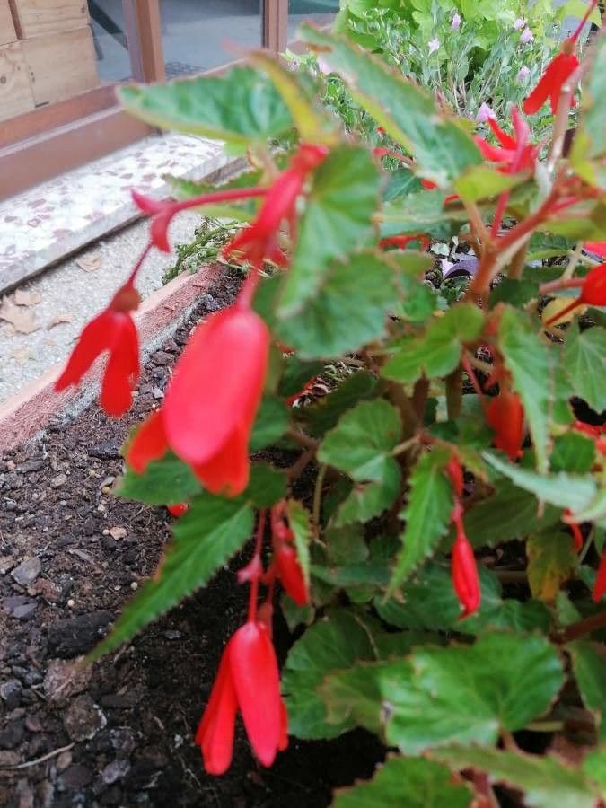 Begonia boliviana 24
