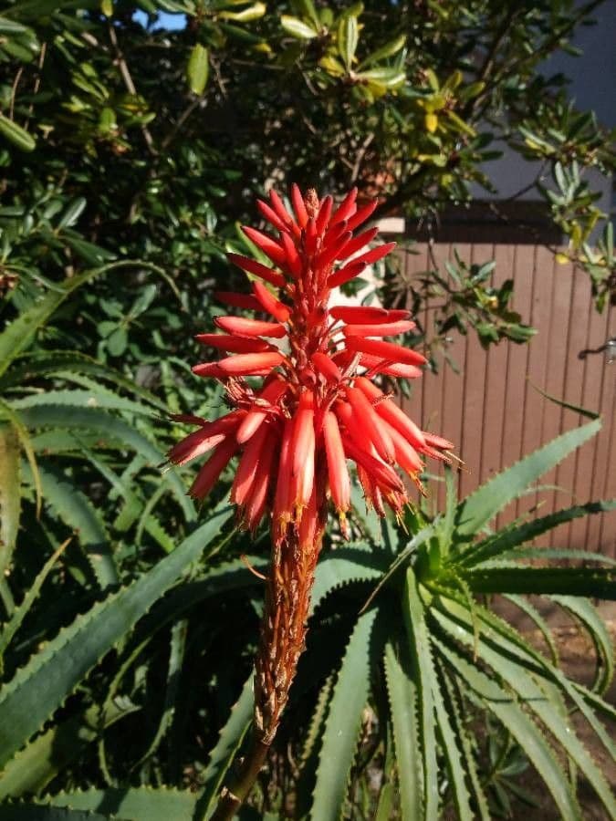 Baum-Aloe 10