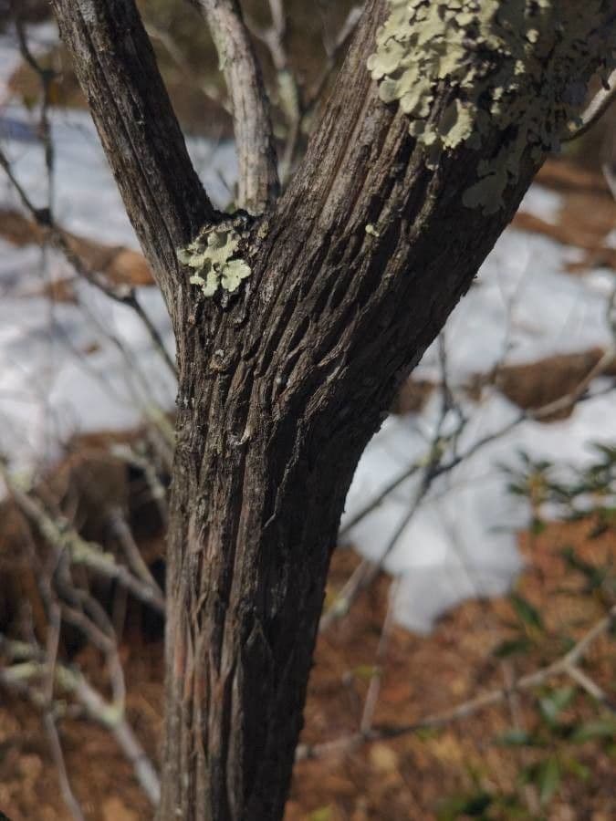 Kalmia szerokolistna 25