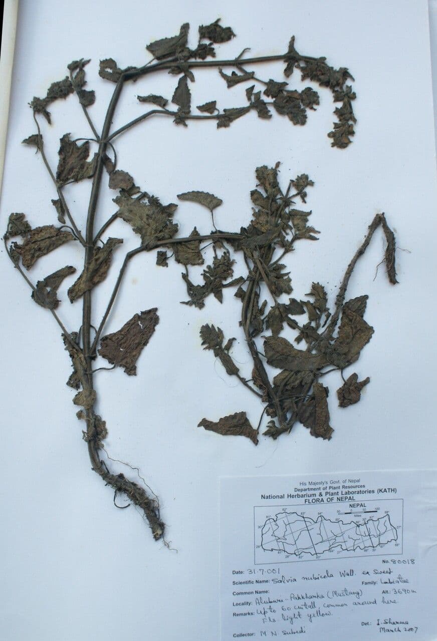 Salbei 5
