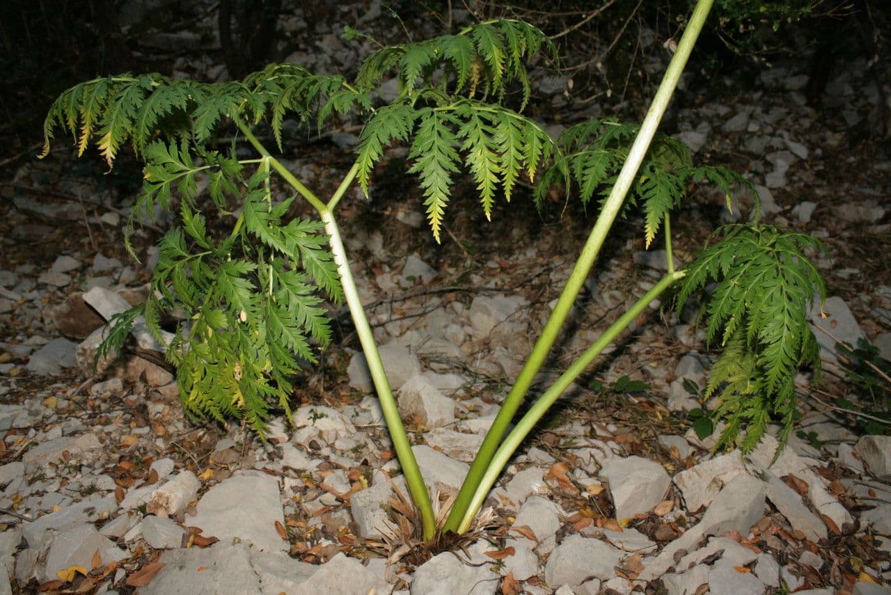 Molopospermum 14