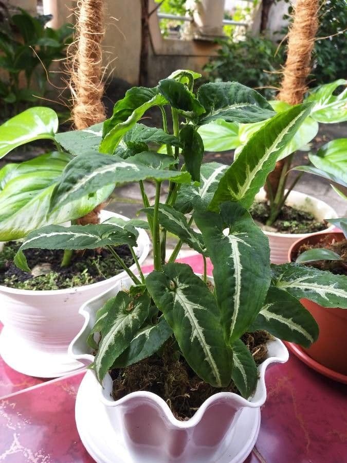 Wendlands Syngonium 7