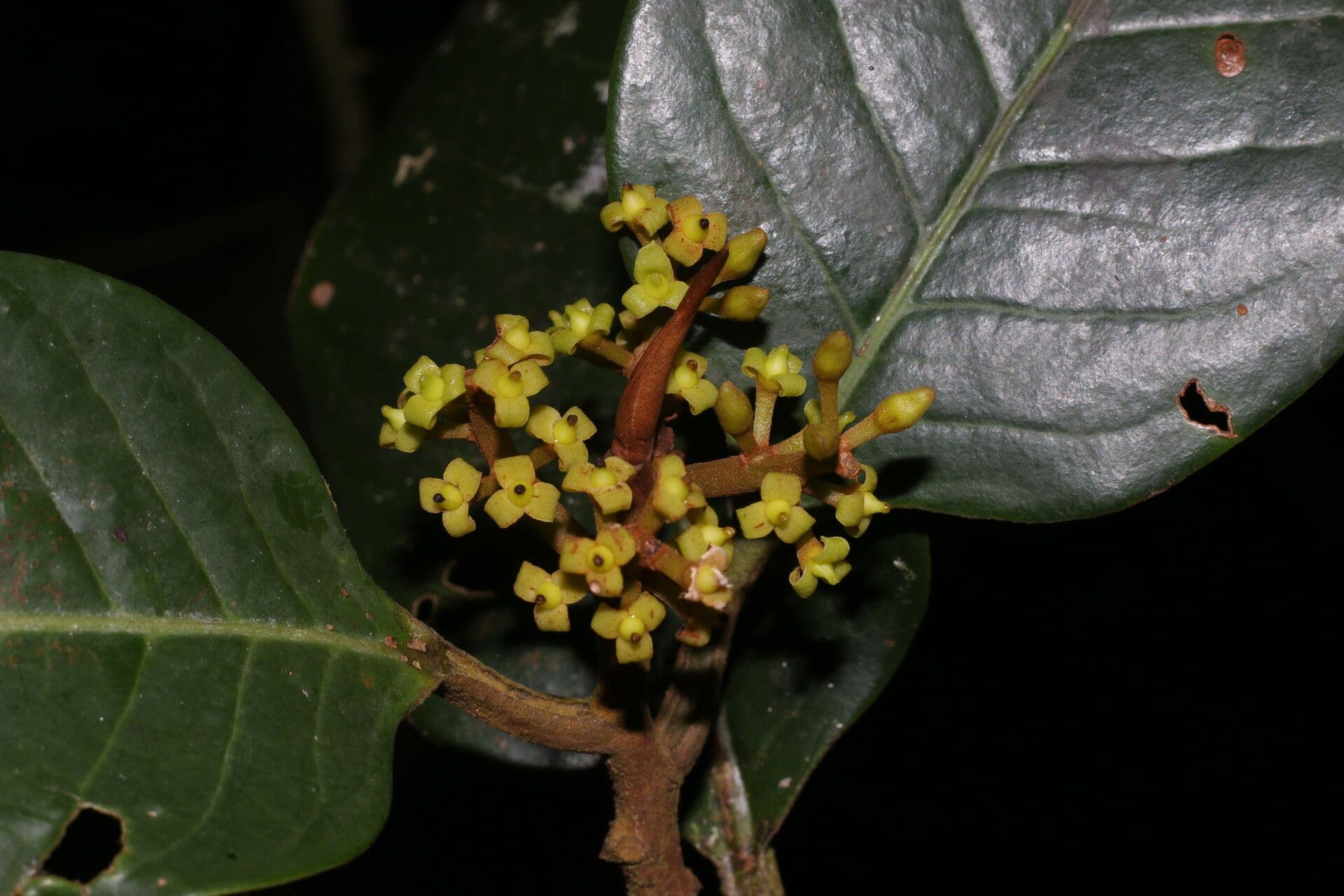 Otoba novogranatensis 9