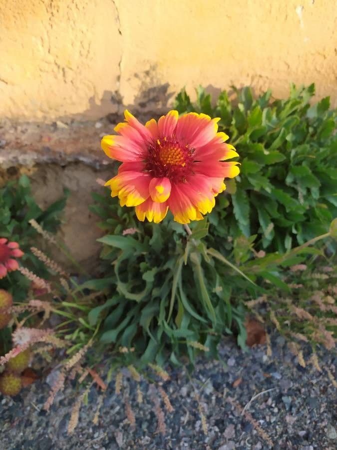 Gaillardia 28
