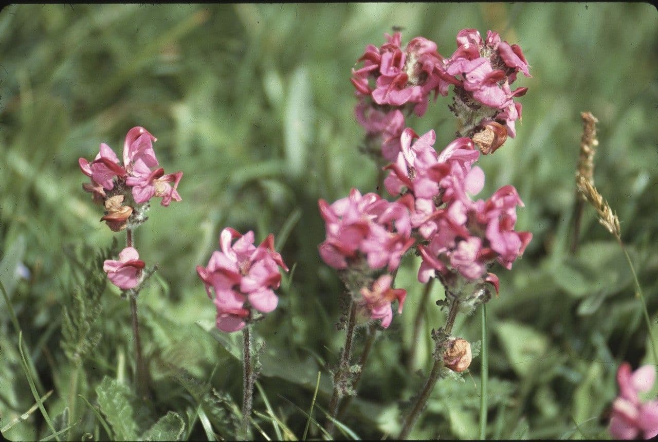 Pedicularis cenisia 5