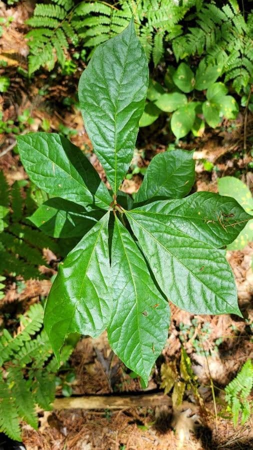 Nyssa sylvatica 26