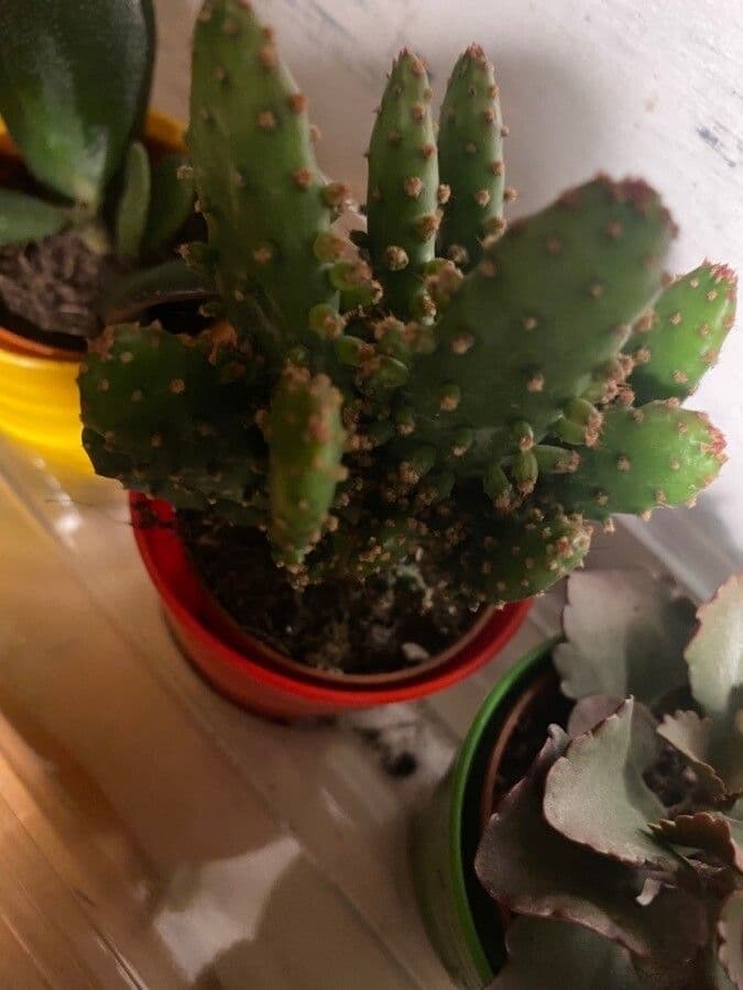 Opuncja Monacantha 15