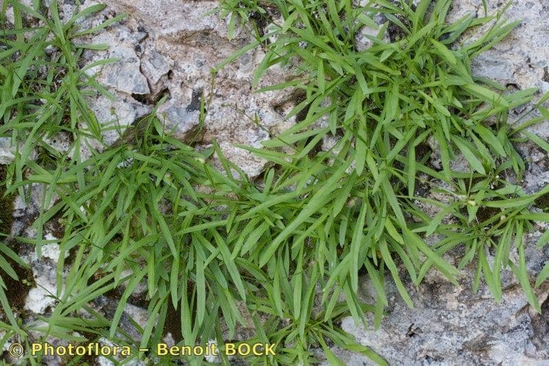 Silene campanula 6