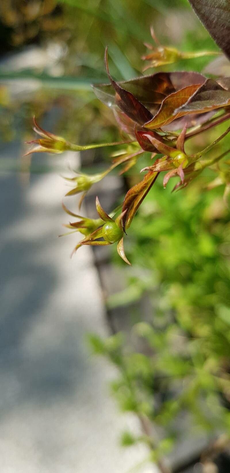 Lisimachia ciliata 3