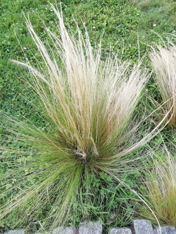 Muhlenbergia rigens 11