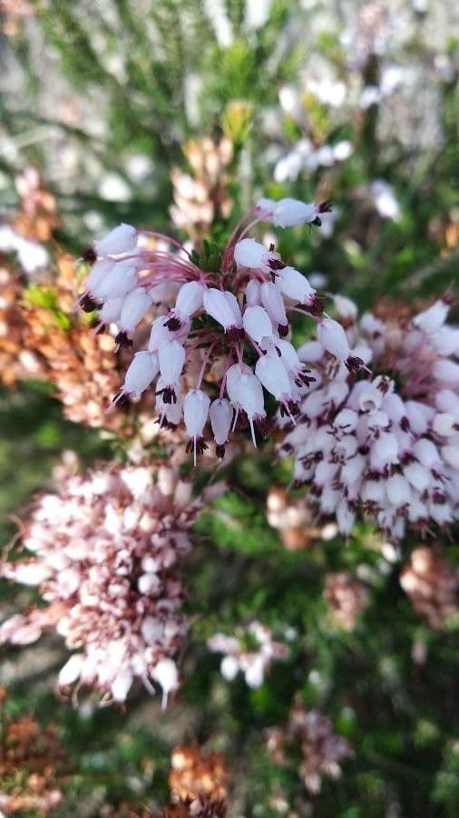 Erica multiflora 8