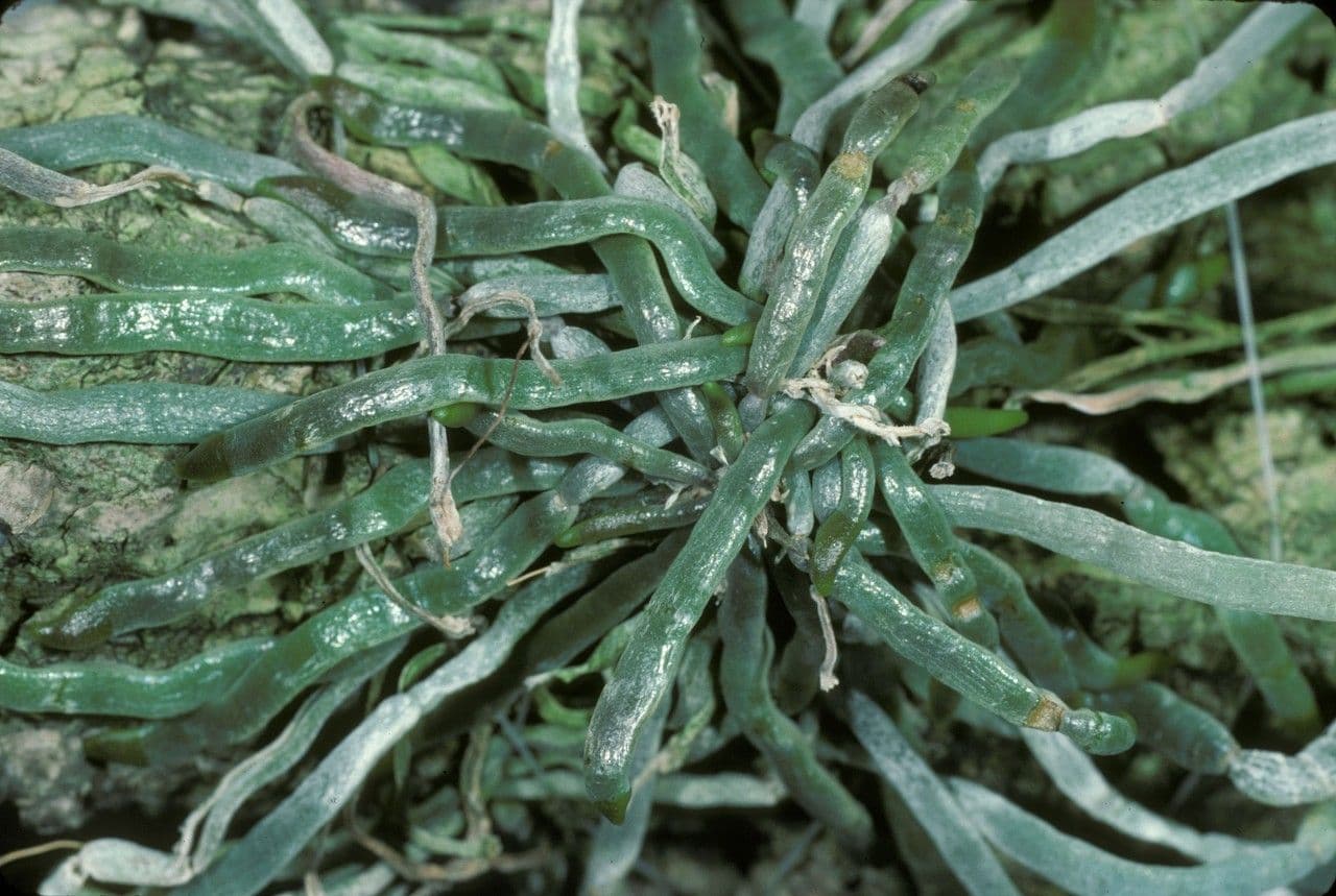 Chiloschista