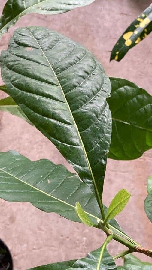 Lophanthera 9