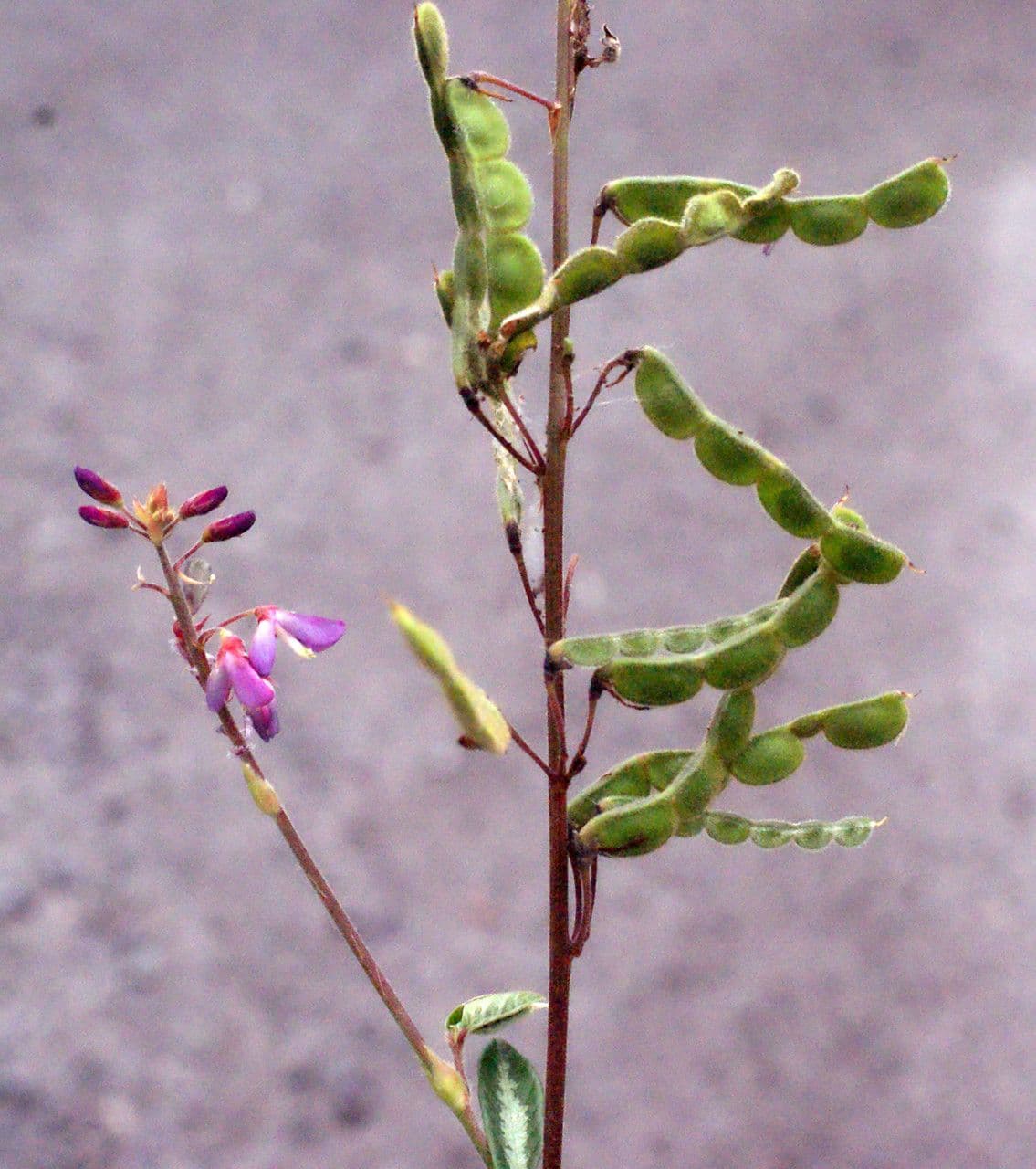 Desmodium 2