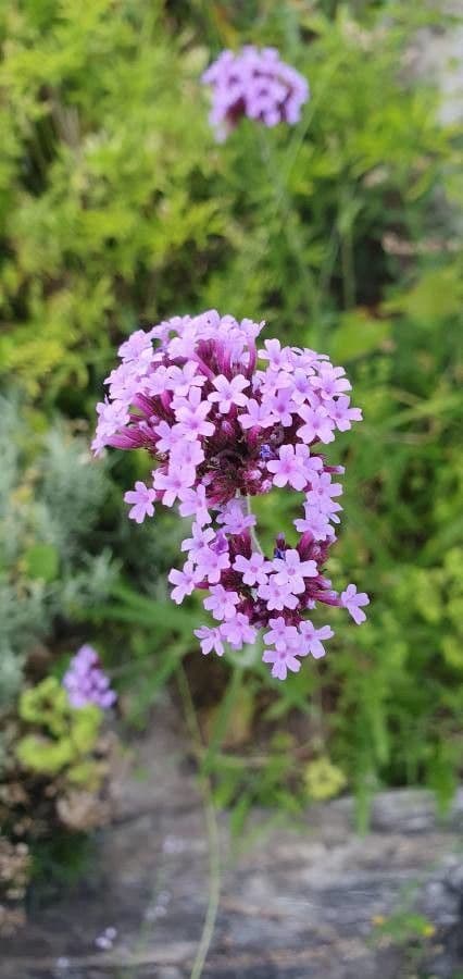 Verbena 10
