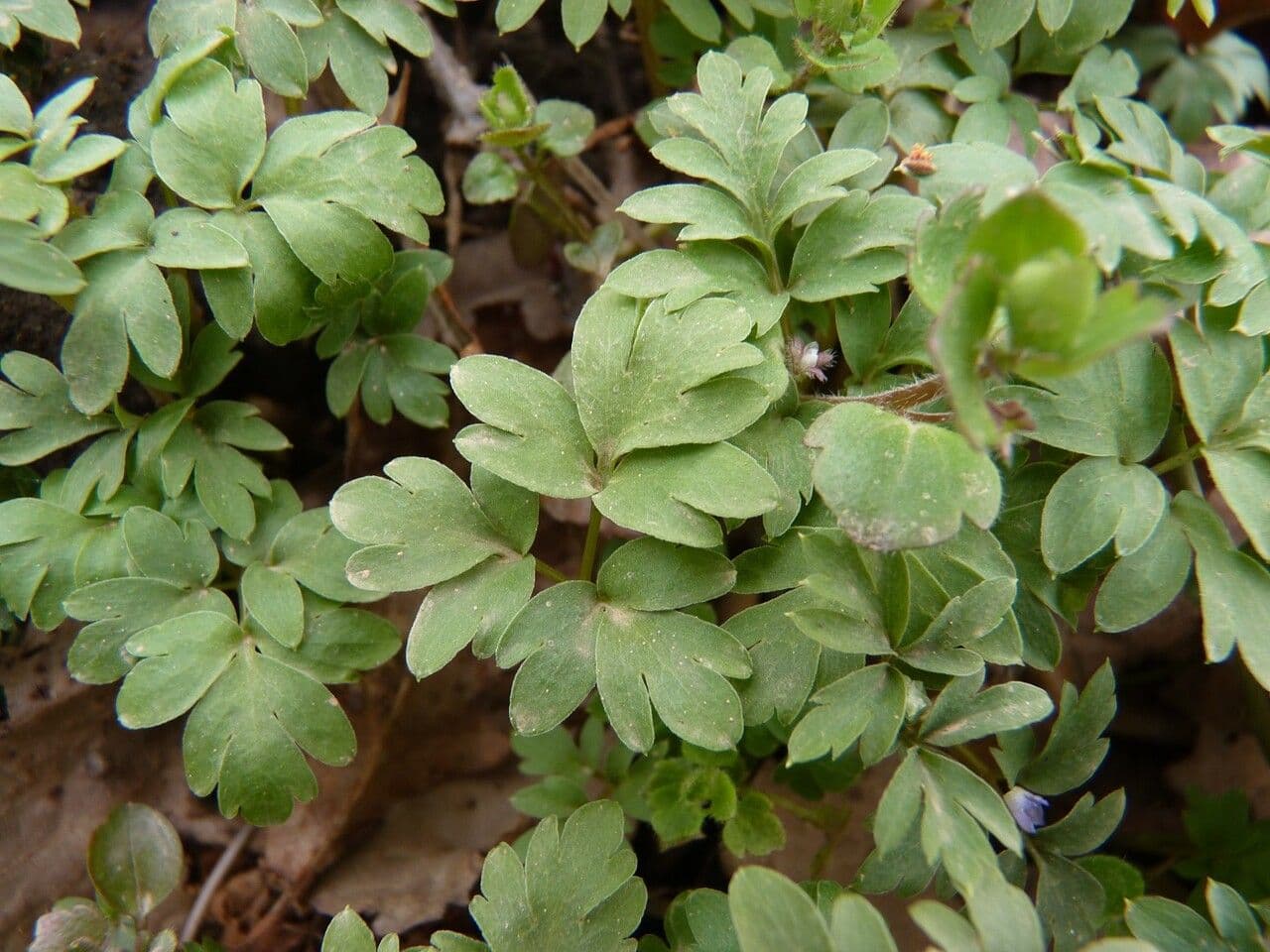 Erba moscatellina 17