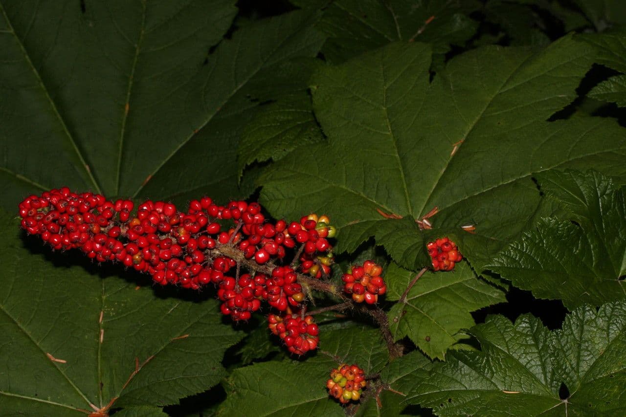 Oplopanax horridus 3