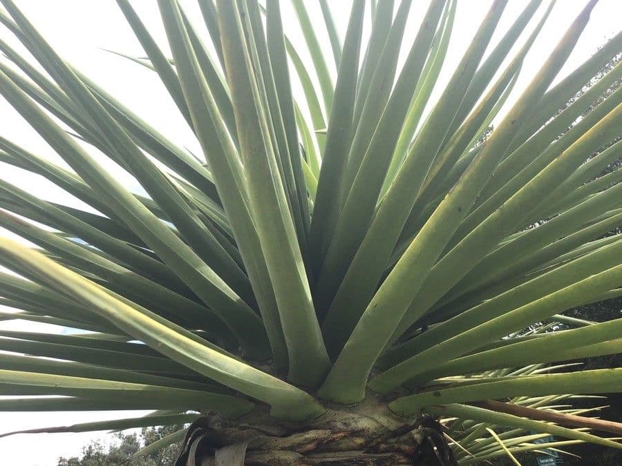 Dracaena 6