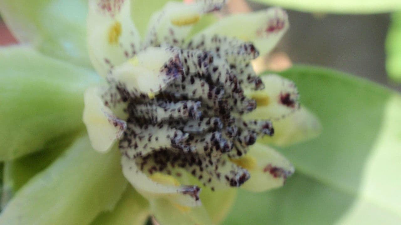 Austrobaileya