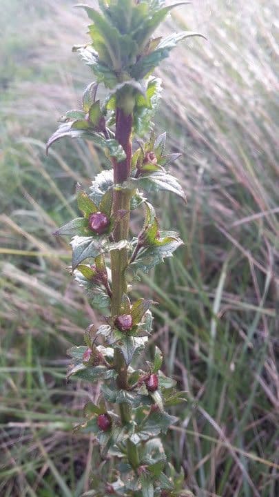 Verbasco blattaria 21