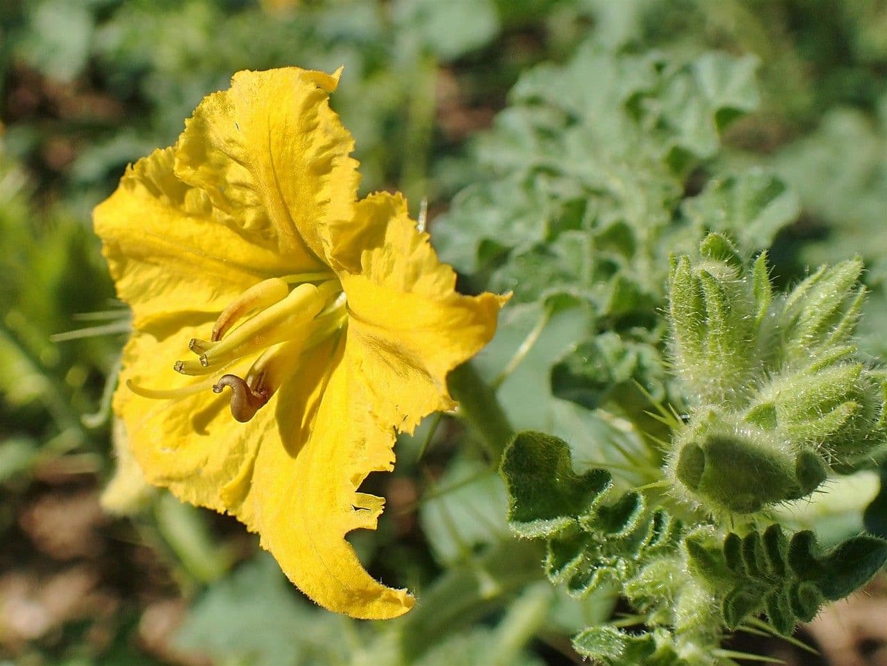 Solanum rostratum 10