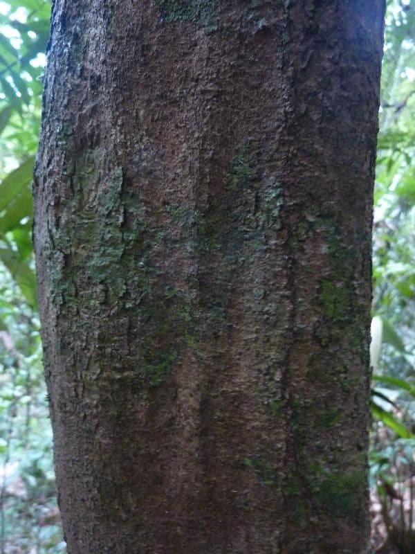Hirtella 3