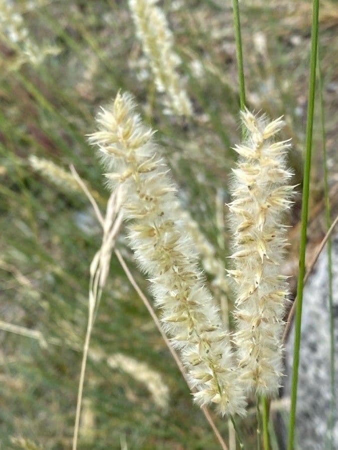 Espiguilla
