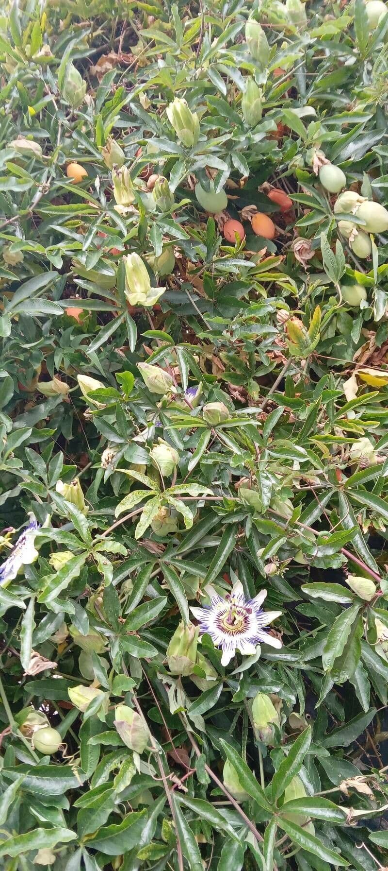 Passiflora azzurra 13