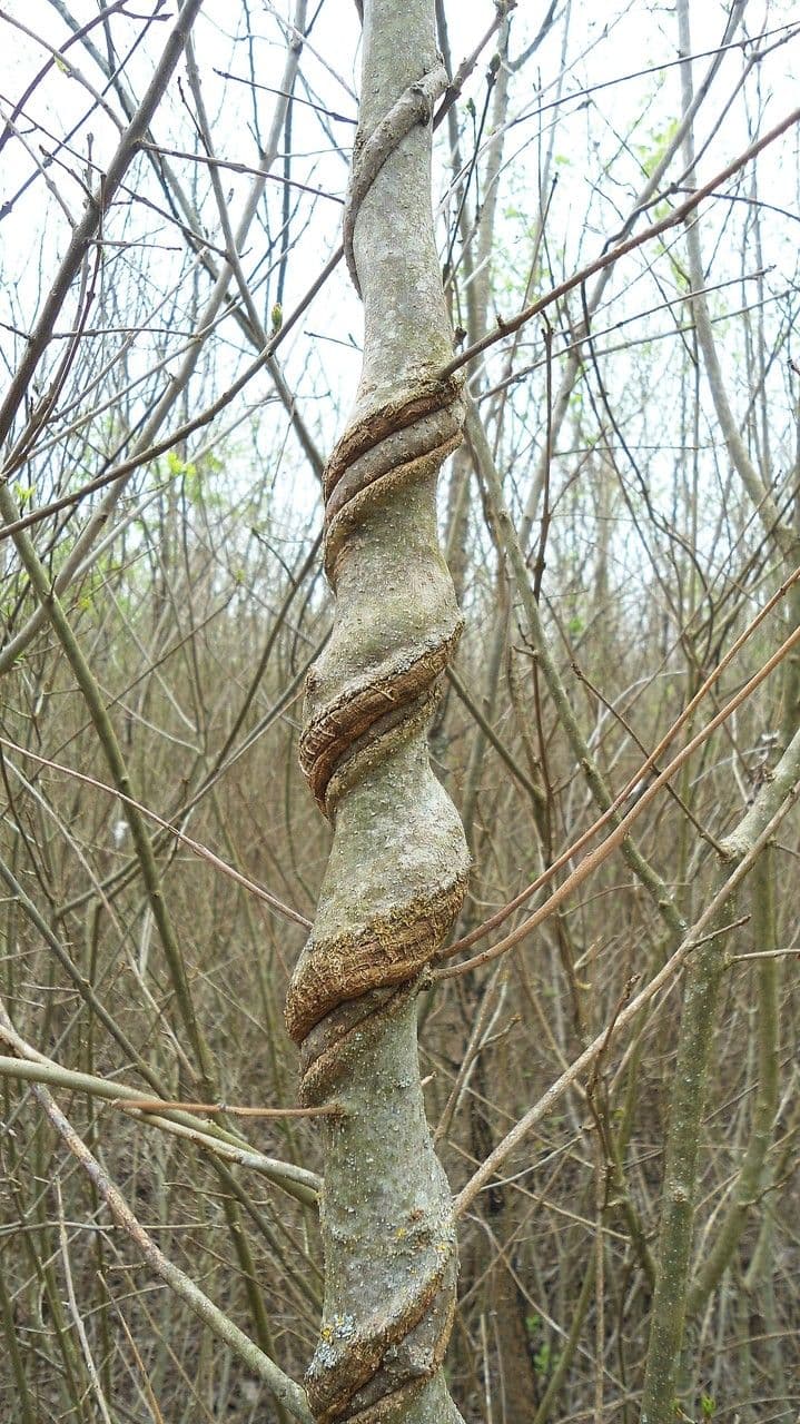 Periploca greca 22