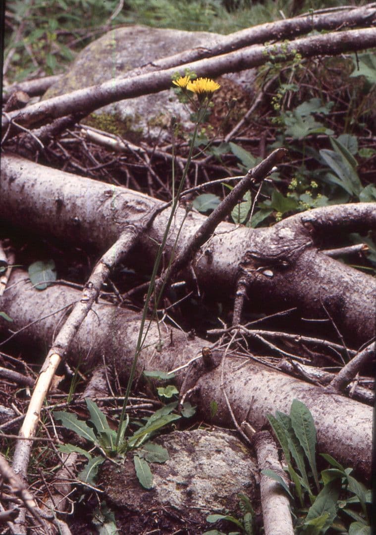 Willemetia stipitata 13