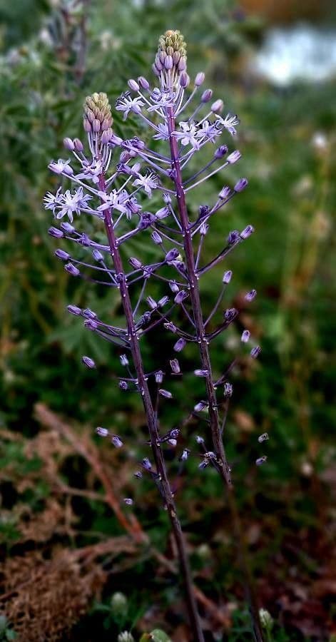 Scilla jacintina 5