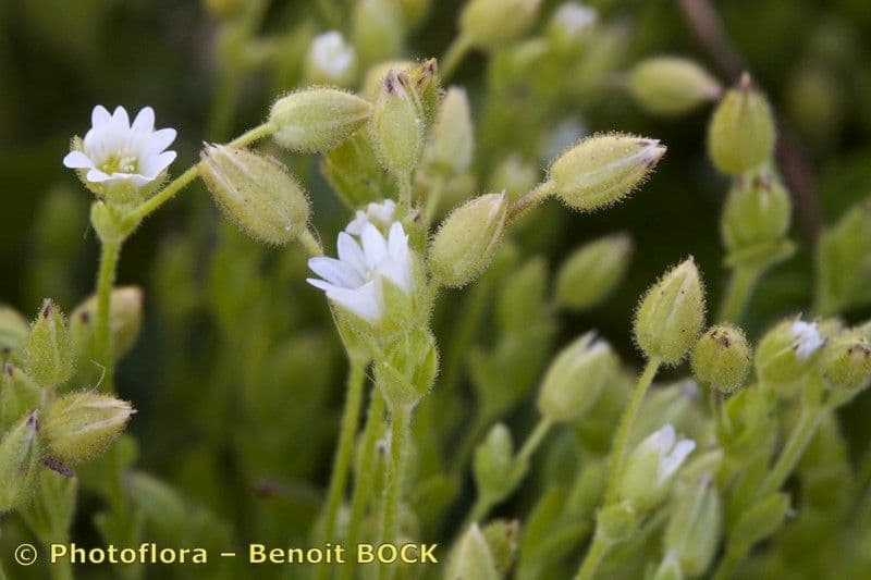 Cerastio gracile 3