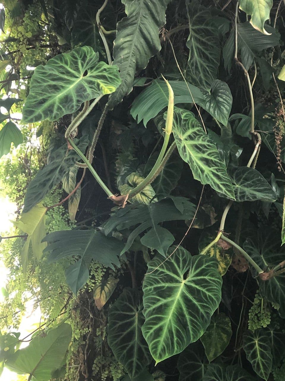 Warziger Philodendron 5