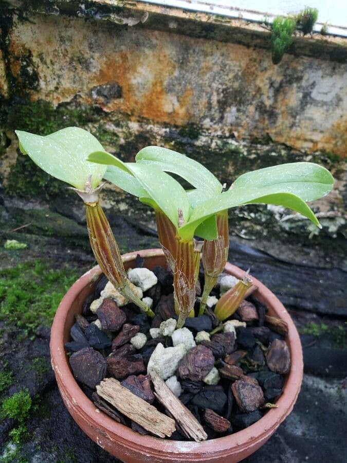 Dendrobium 3