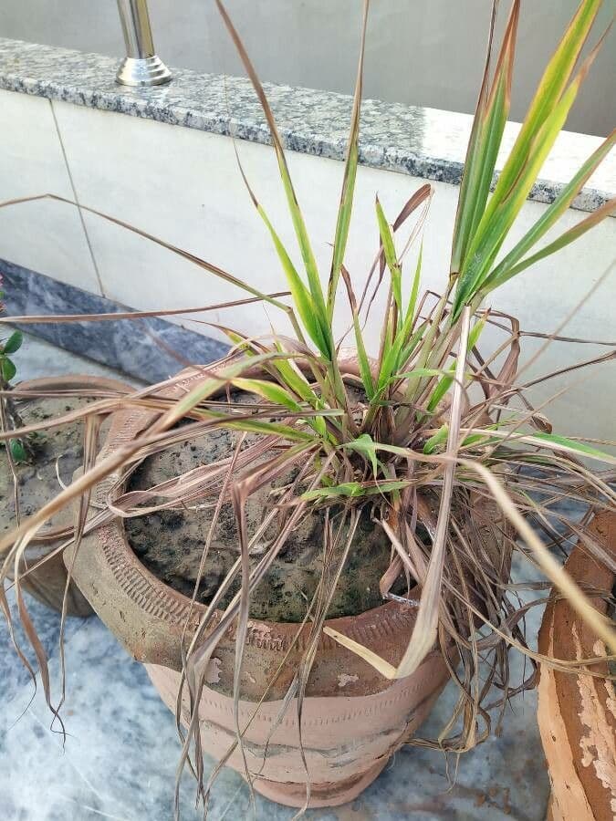 Citronella 10