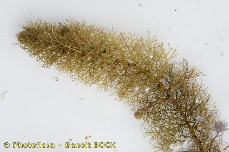 Erba vescica 2