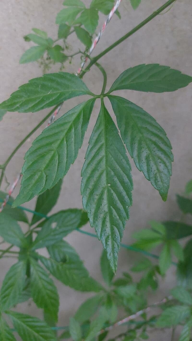 Gynostemma pentaphyllum 13