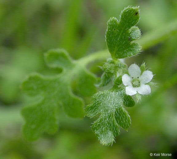 Nemophila pulchella