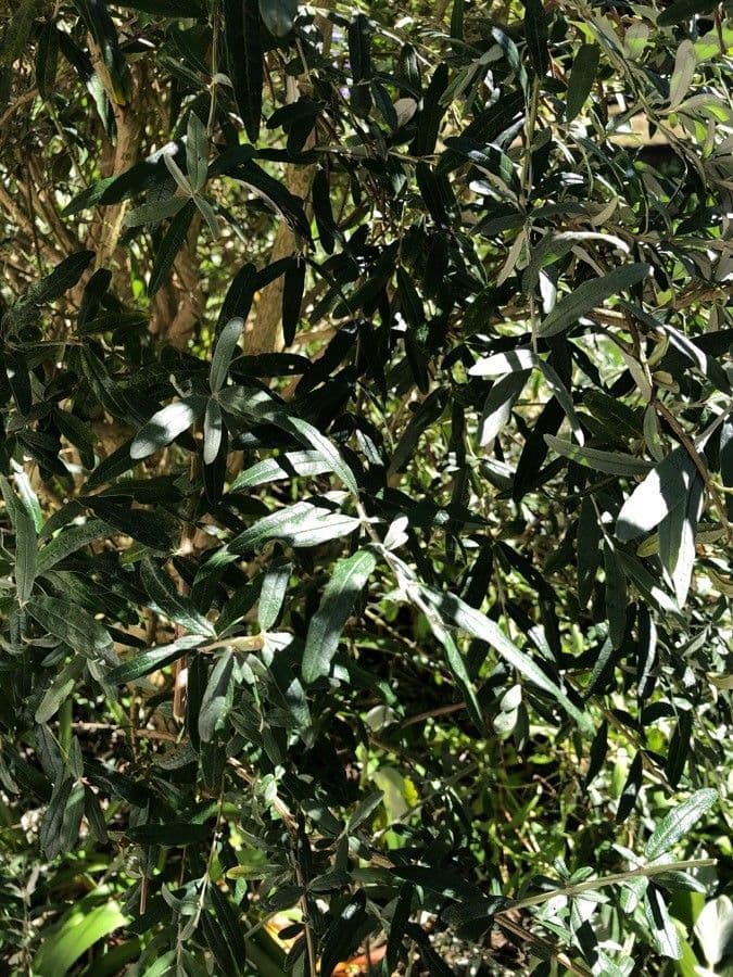Olearia 6