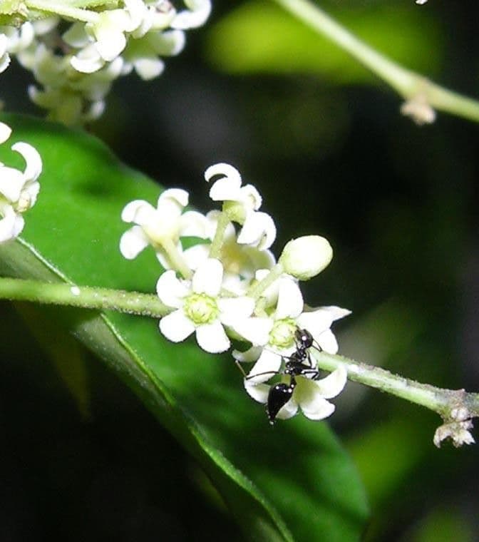 Tassadia 3