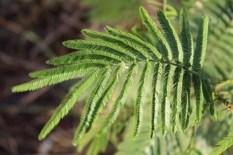 Mimosenbaum 5