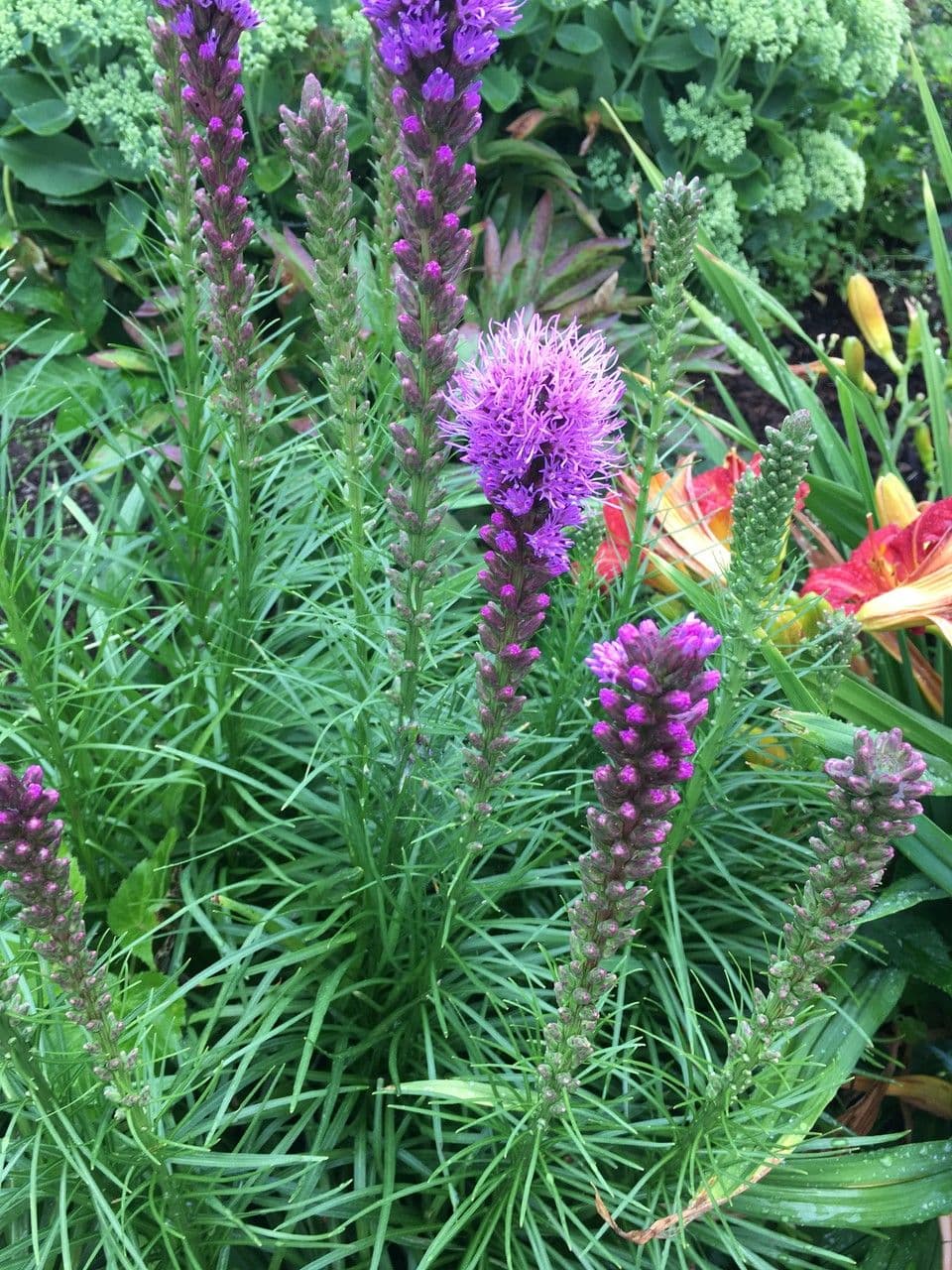 Liatris espigada 15