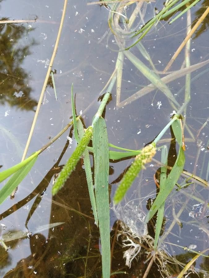 Marsh foxtail 18