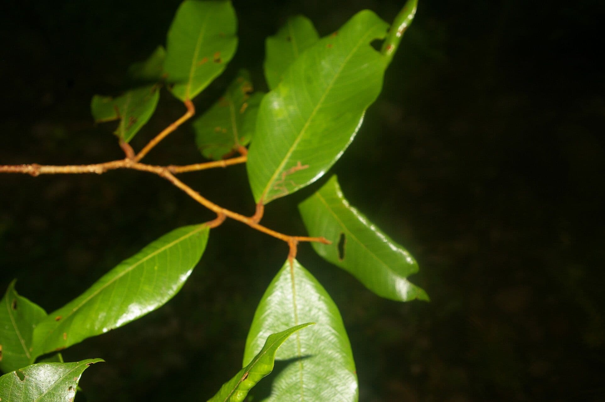 Parinari excelsa